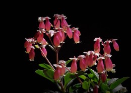 红红的灯笼花图片