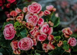 艳丽的茶花图片