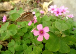 酢浆草图片大全