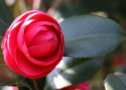 山茶花图片大全