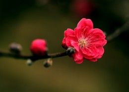 艳丽的桃花图片