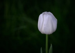 典雅郁金香图片