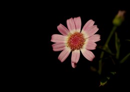 带露珠的粉色瓜叶菊图片