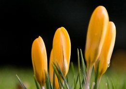 黄色番红花图片大全