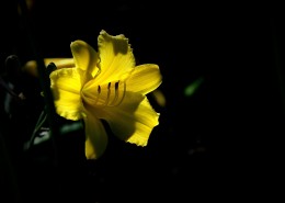 黑色背景下的黄色萱草图片