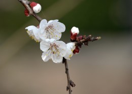白色梅花图片大全