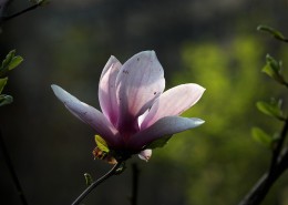 光影玉兰花图片