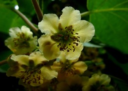 猕猴桃花图片大全