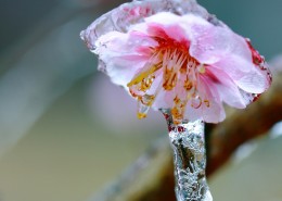 冰晶梅花图片大全
