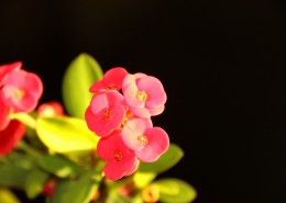 高光下的小红花图片