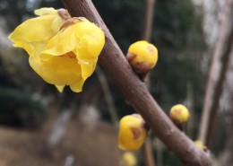 黄色腊梅图片