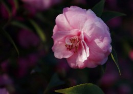 妩媚的茶花图片