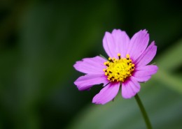 格桑花图片大全