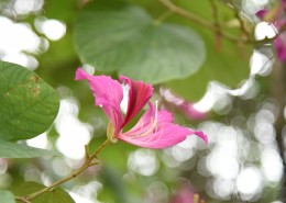 光影紫荆花图片大全