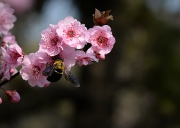 紫叶桃图片大全