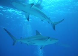 海洋中的鲨鱼图片