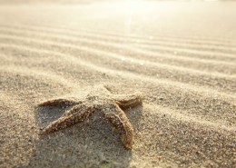 沙滩上的海星图片