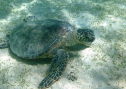 海洋里的海龟图片大全