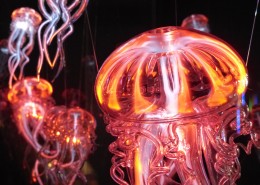 红色的水母图片