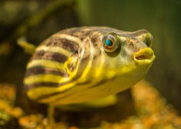 长相各异的海鱼图片大全