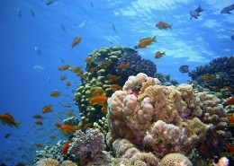 海底的珊瑚礁图片