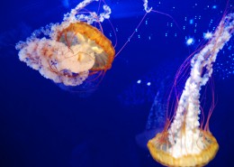 海洋中的水母图片大全