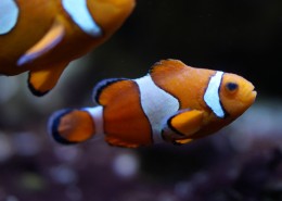 海中的小丑鱼图片