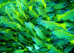 海底的鱼群图片