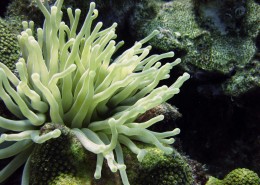 各种各样的珊瑚图片