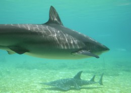 水中的鲨鱼图片大全