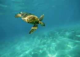 海洋里的海龟图片