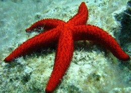 好看的海星图片