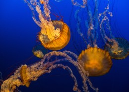 深海里水母图片