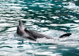 可爱的海豚图片大全