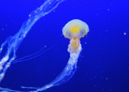 海洋中的水母图片