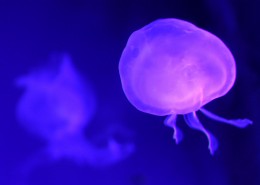 漂亮的发光水母图片