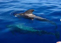 浮出水面的鲸鱼图片