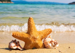 可爱的海星图片