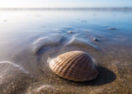 海边的贝壳图片