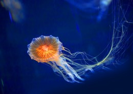 身姿轻盈的水母图片