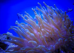 色彩斑斓的海葵图片