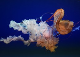 海洋中自由飘荡的水母图片大全