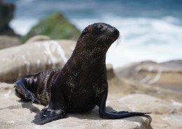 外表憨厚的海豹图片