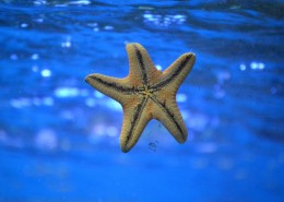 不同的海星图片大全