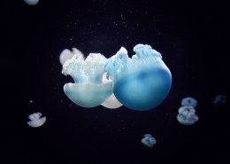 可爱的水母图片