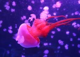 海洋中的水母图片大全