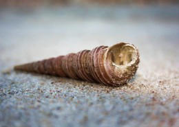 千姿百态的海螺图片