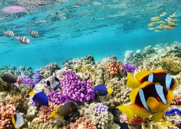 五彩斑斓的海洋鱼群图片大全