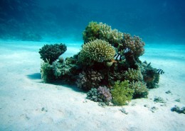 海底的珊瑚图片