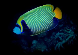 色彩鲜艳的热带海洋鱼图片大全